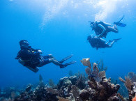 Guided dives with group in Eilat