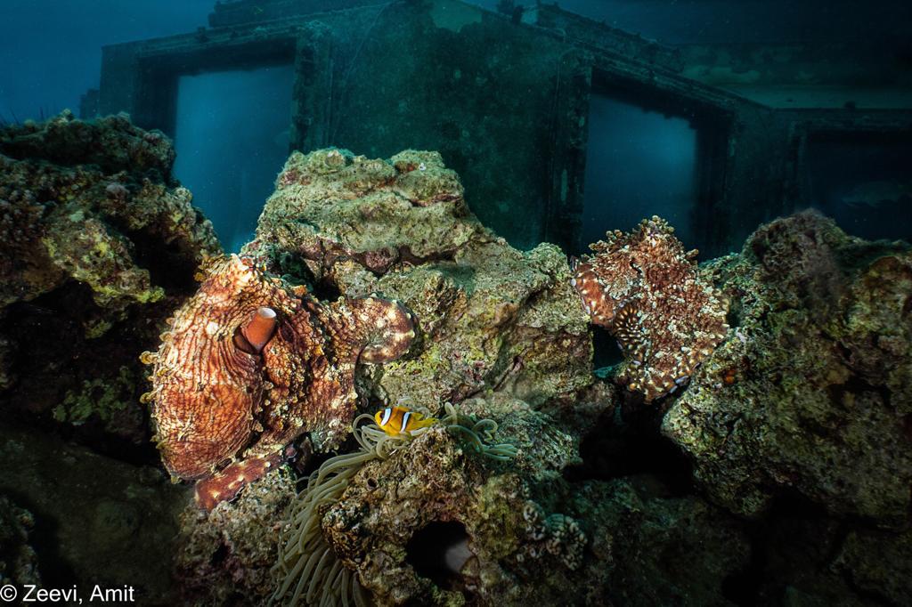 מסעדת אלמוגים תת מימית