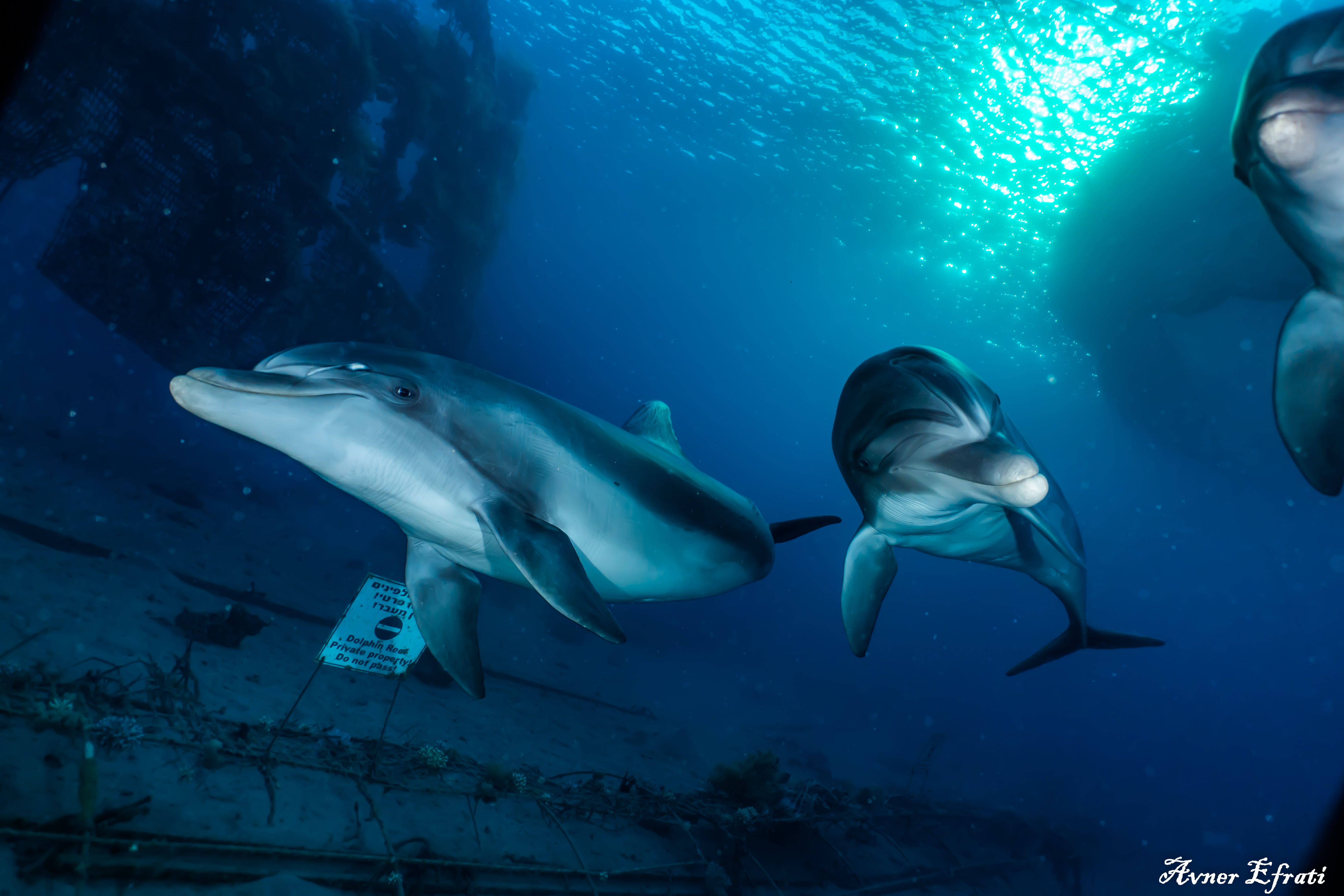 dive with dolphins in Eilat_sunrise dive_לצלול עם דולפינים בנהיגה של אילת סאנרייז_дайвинг с дельфинами