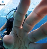 Practicing diving? Keep to the immersion rules
