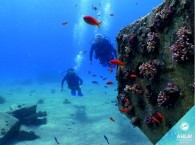 дайвинг курсы в эйлате - дайв сайт кораловый пляж_קורסי צלילה באילת - אתר צלילה חוף אלמוג_diving courses in Eilat - dive site Coral Beach