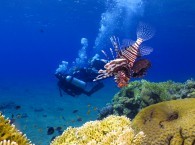 scuba diving red sea
