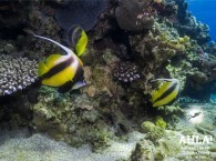 angel fish in red sea eilat diving