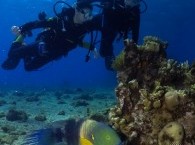 beatiful fish in Red Sea Eilat scuba diving courses