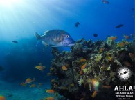 big fish in red sea eilat scuba diving