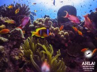clown fish coralls Red Sea diving
