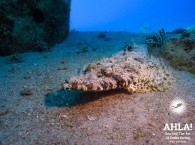 crocodile fish Red Sea scuba diving рыба крокодил красное море дайвинг