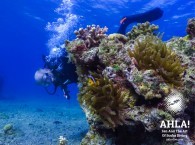 diving courses for beginners in israel