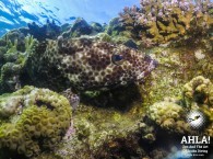 grouper in Red Sea Eilat scuba diving