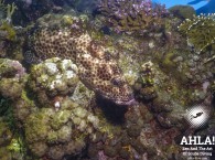 interesting fish in red sea eilat scuba diving