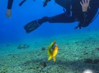 introductory dive in eilat