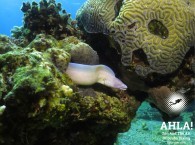 moray eel in red sea eilat israel scuba diving