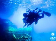red sea eilat scuba diving