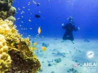 cheap diving holidays red sea eilat