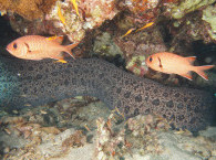 moray eel in the red sea
