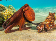 octopus at Red Sea in Eilat