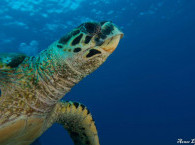 Turtle at Red Sea