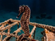Sea horse - diving at Red Sea 