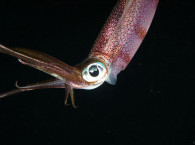 Squid at Red Sea