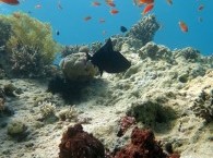 Подводная жизнь  Красного моря на глубине 5 метров