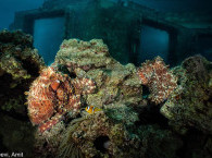 underwater restaraunt - best coral reef in eilat