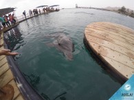 Дельфинарий Эйлата_Dolphin Reef Eilat