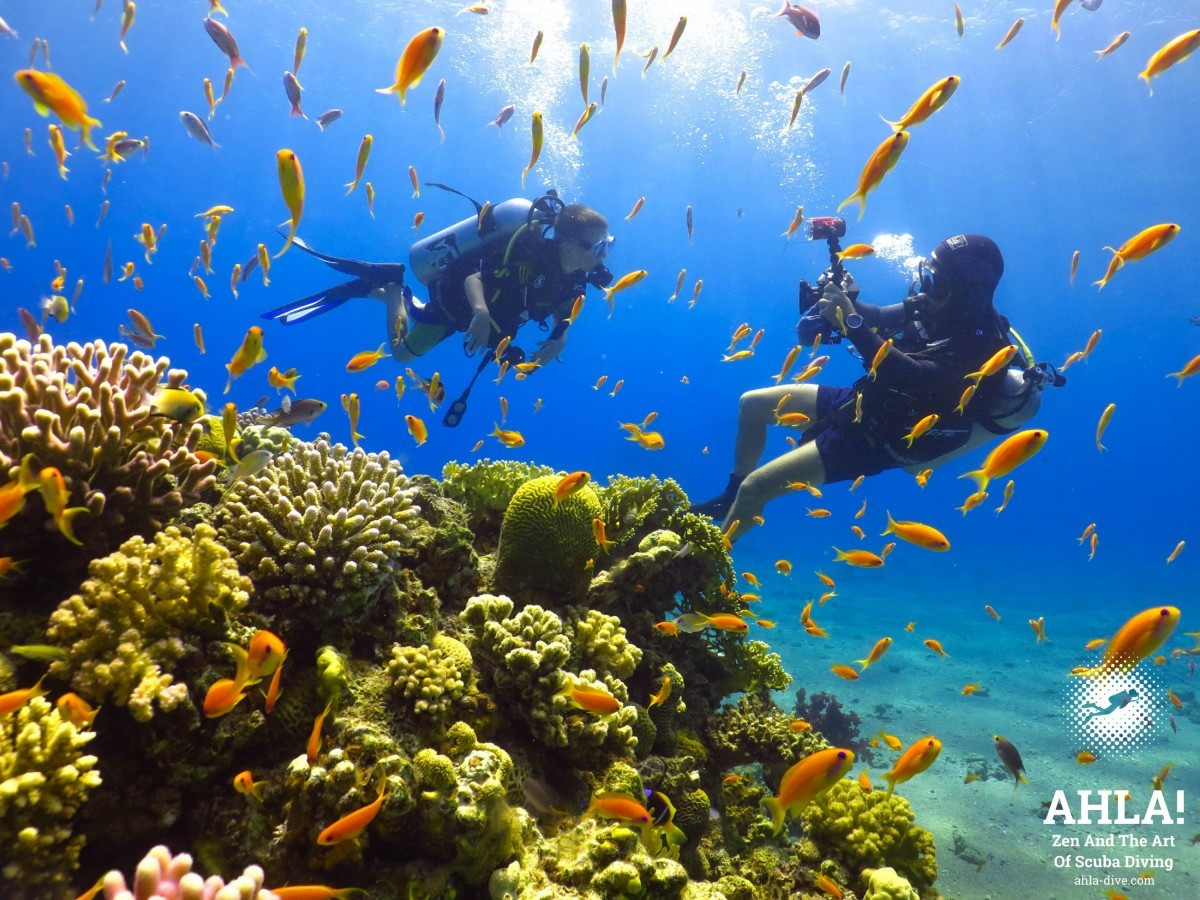 cheap diving holidays in eilat 